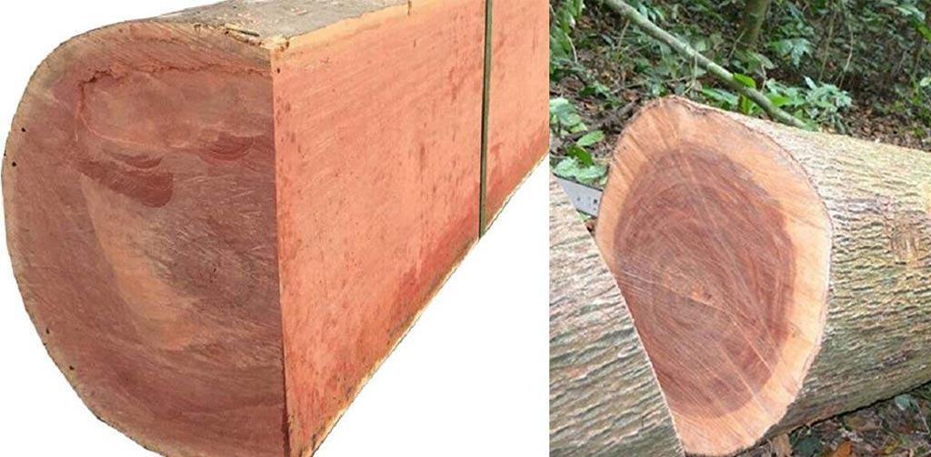 các loại gỗ tự nhiên