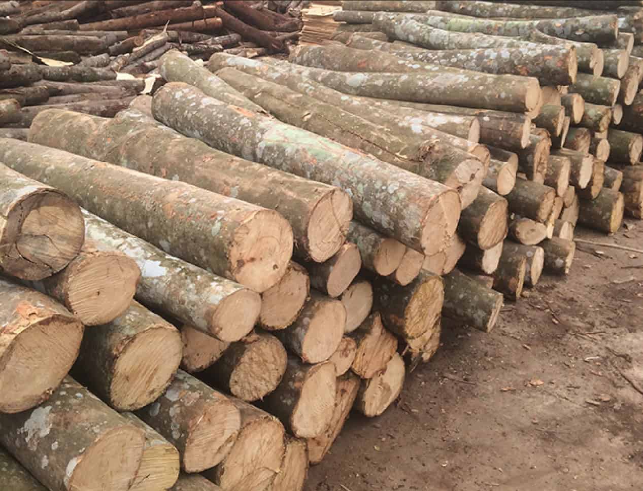 gỗ tự nhiên ngoài trời