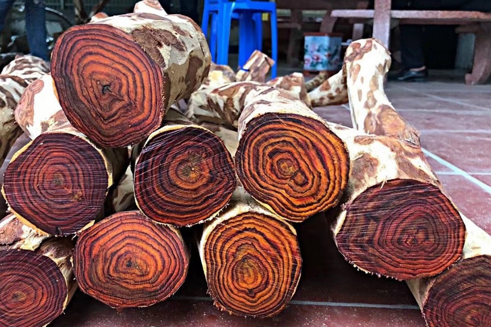 xếp hạng các loại gỗ tự nhiên