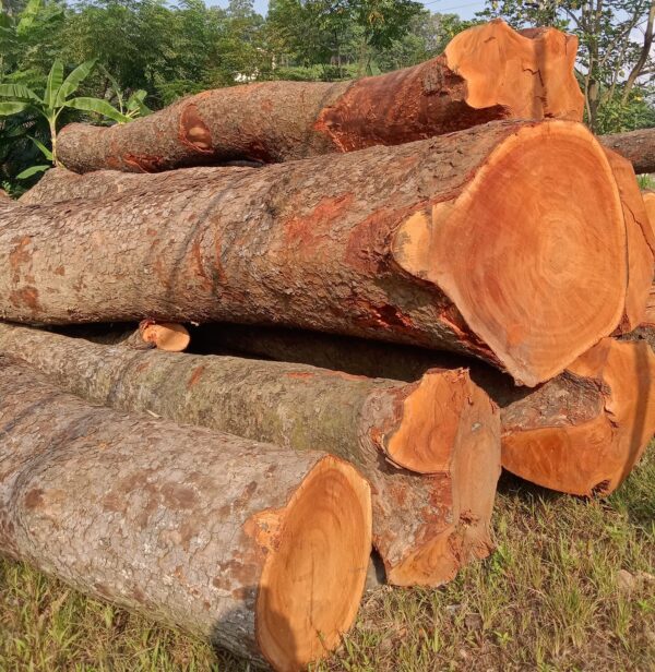 gỗ tự nhiên nội thất