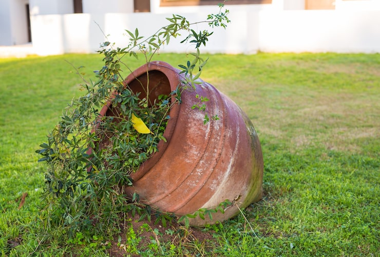 bảo dưỡng tiểu cảnh chum