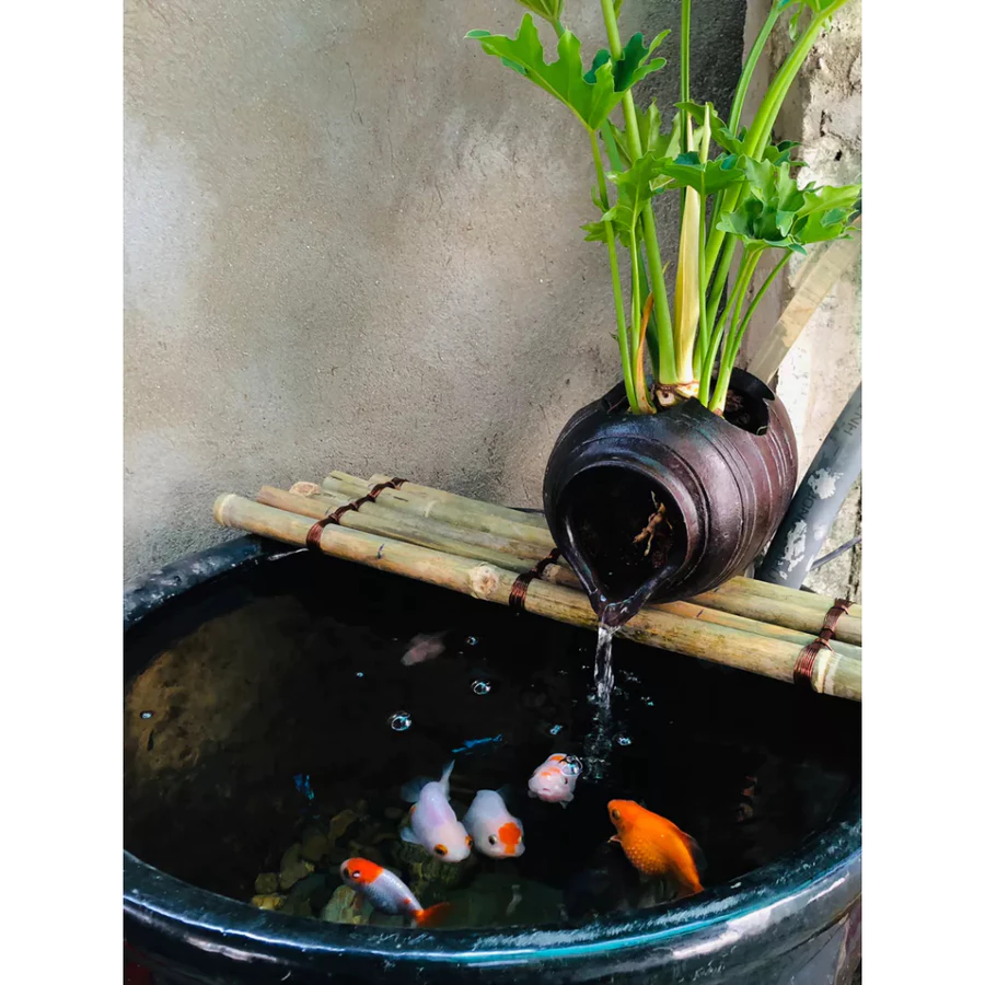 chum nước tiểu cảnh