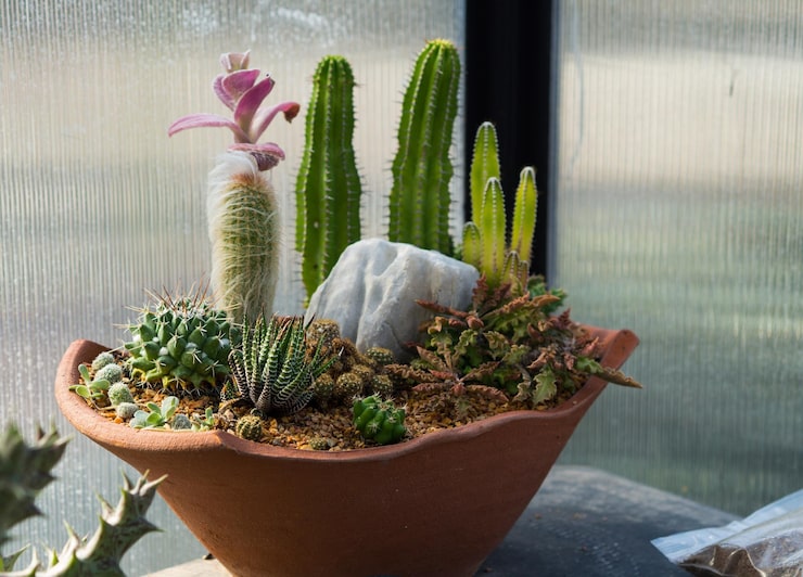 tiểu cảnh chum mini